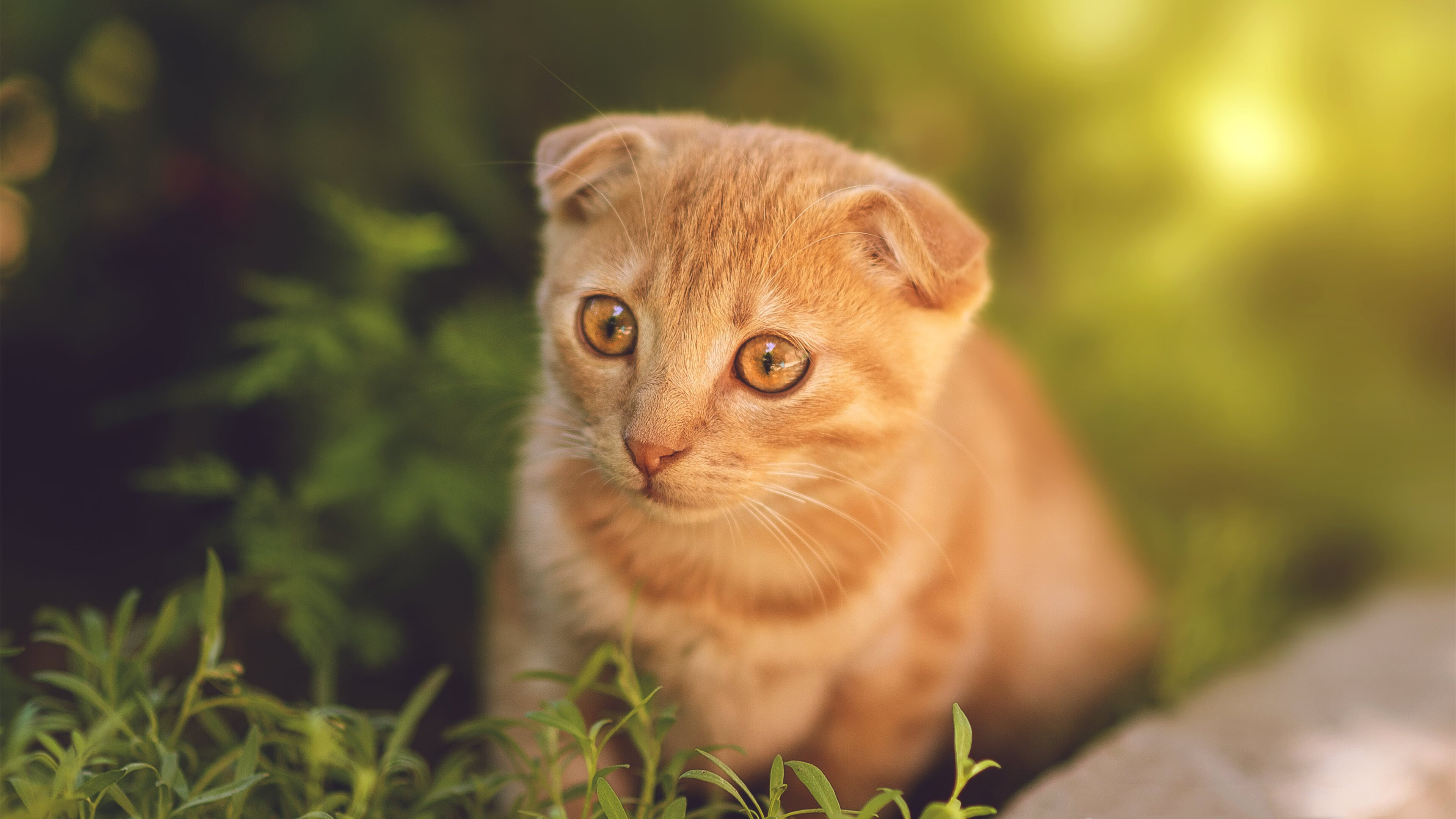 意甲赛季中期战术板调整对胜率的关键作用,意甲新赛季比赛用球