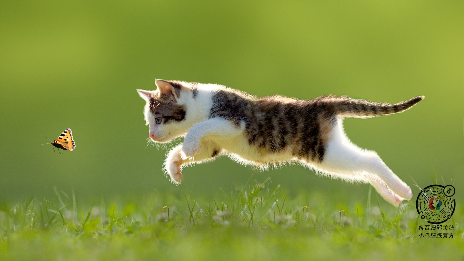 CBA主场球迷互动升级打造家庭式观赛体验，cba观众进场