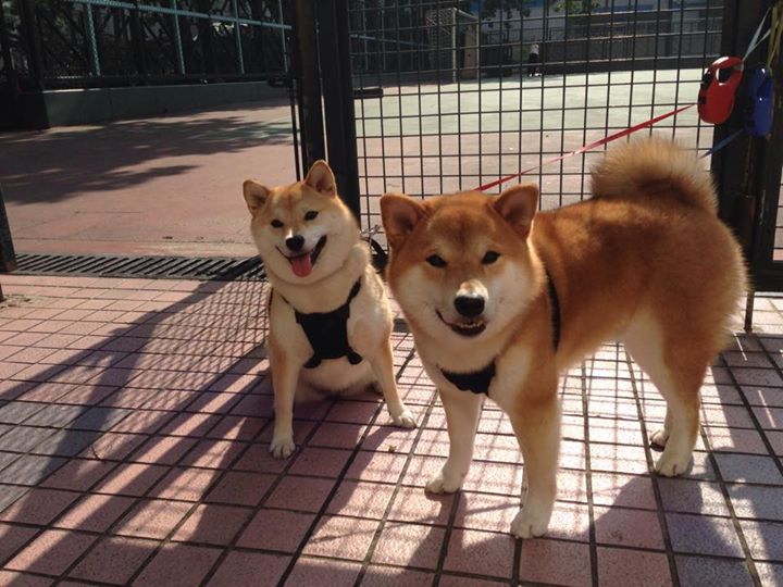 中国女篮替补阵容发挥稳定，中国女篮换人