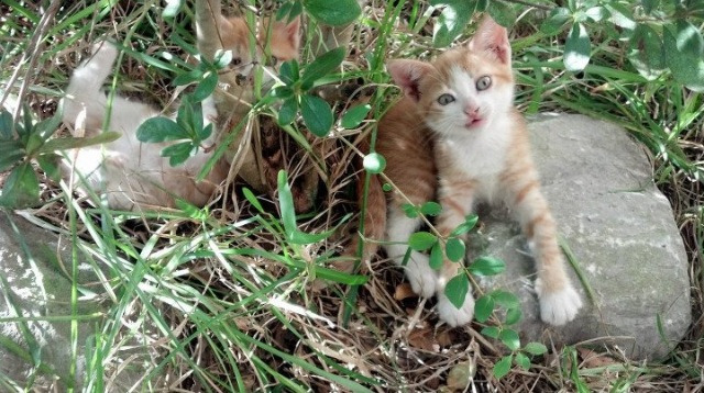 MILANSPORT下载-中国男篮集中提升高压防守转换效率，中国男篮防守好的球员