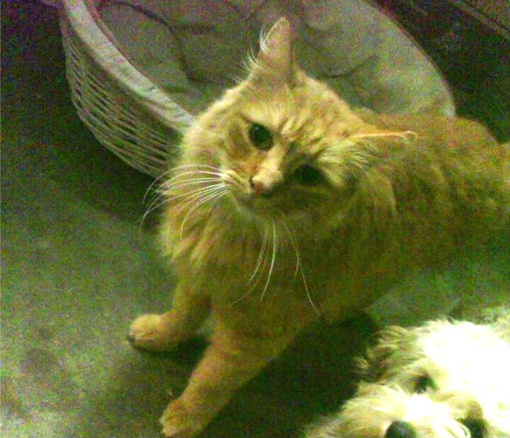 中超联赛中国队爆冷 球迷呼吁引进高水平外教,中超球迷开放