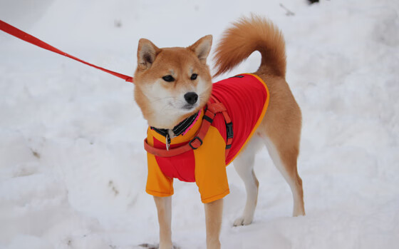 国际乒联混合团体世界杯赛制剖析：德国队能否轻松驾驭新规则？