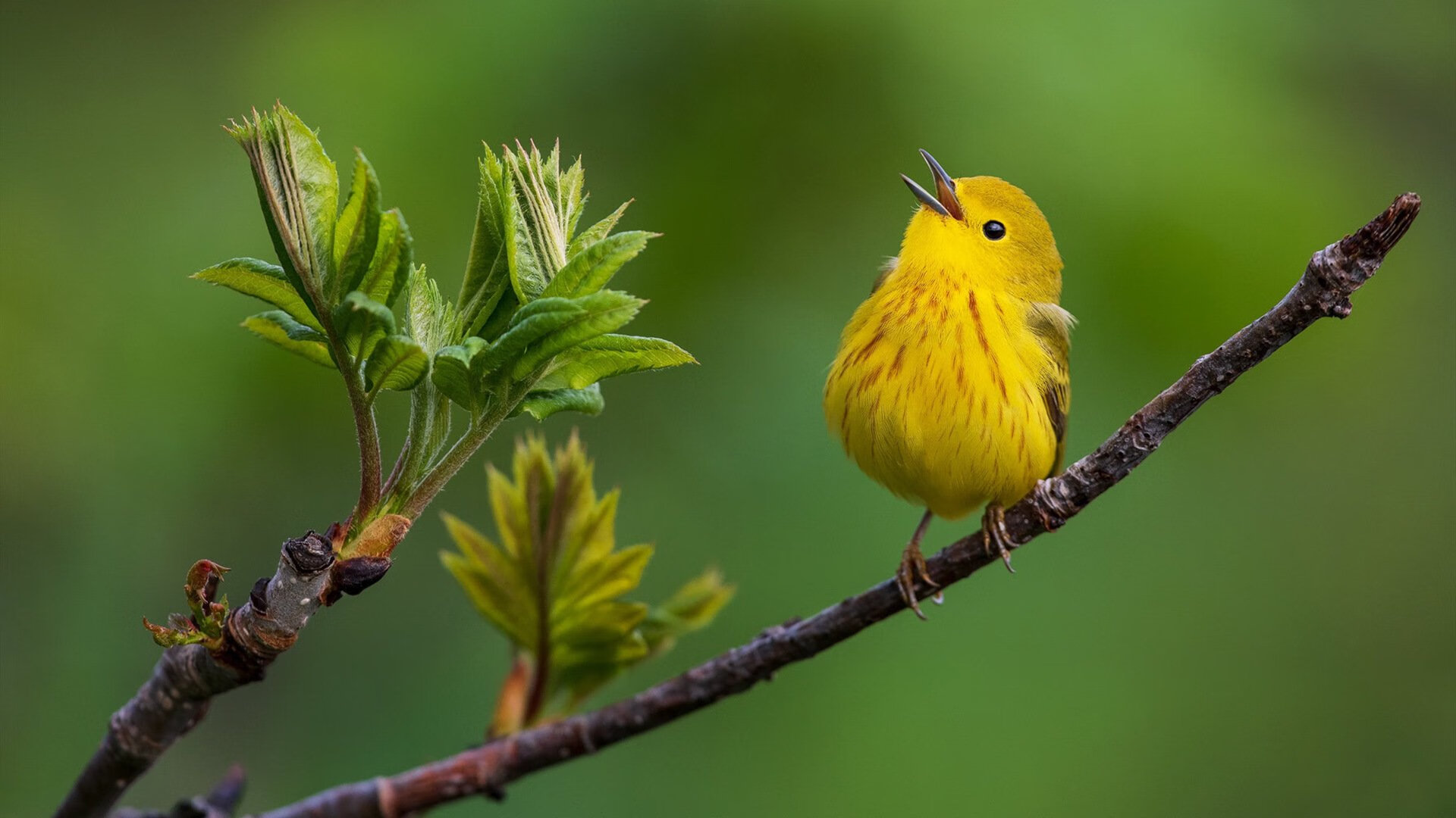 米兰体育APP-浙江雄狮斩获赛季首冠Barry Brown荣膺总决赛MVP，浙江雄狮工贸有限公司董事长