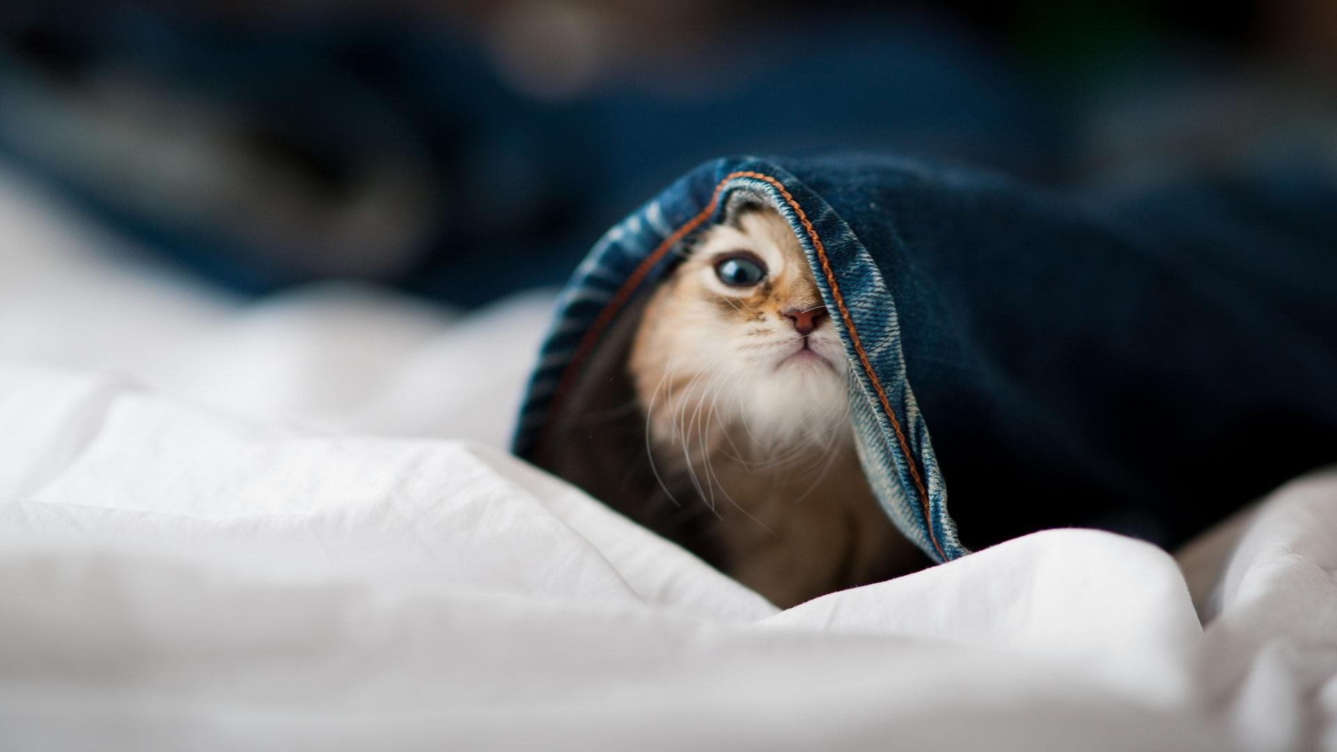 美国队如何在国际乒联混合团体世界杯中表现出色,美国乒乓国家队