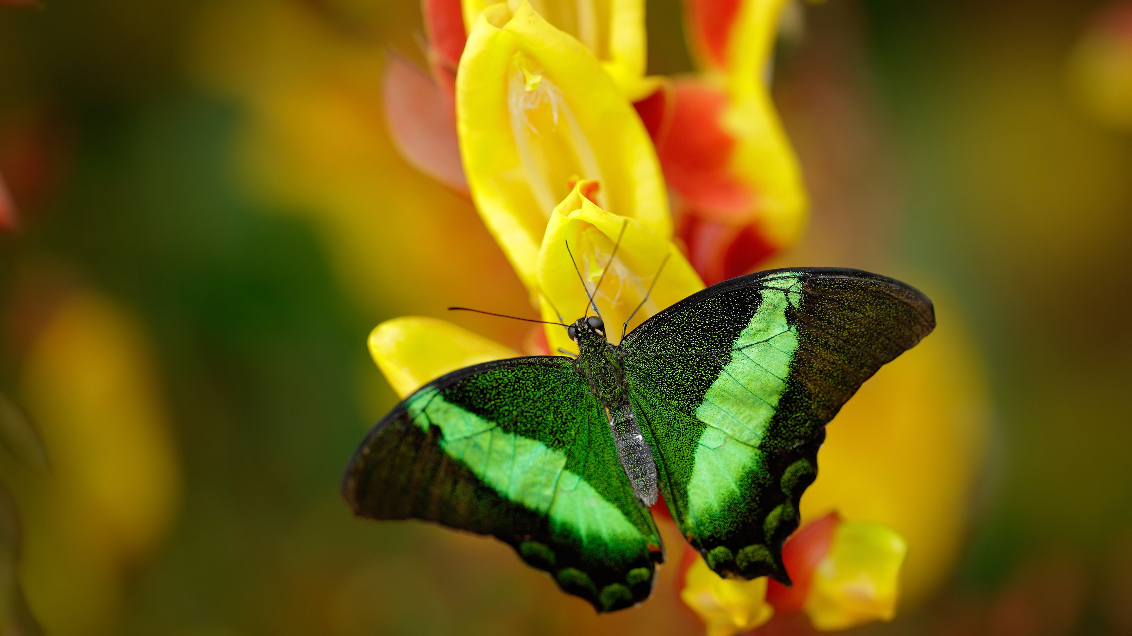 青训教练对战术理解的深度是否影响球员培养,青训队员什么意思