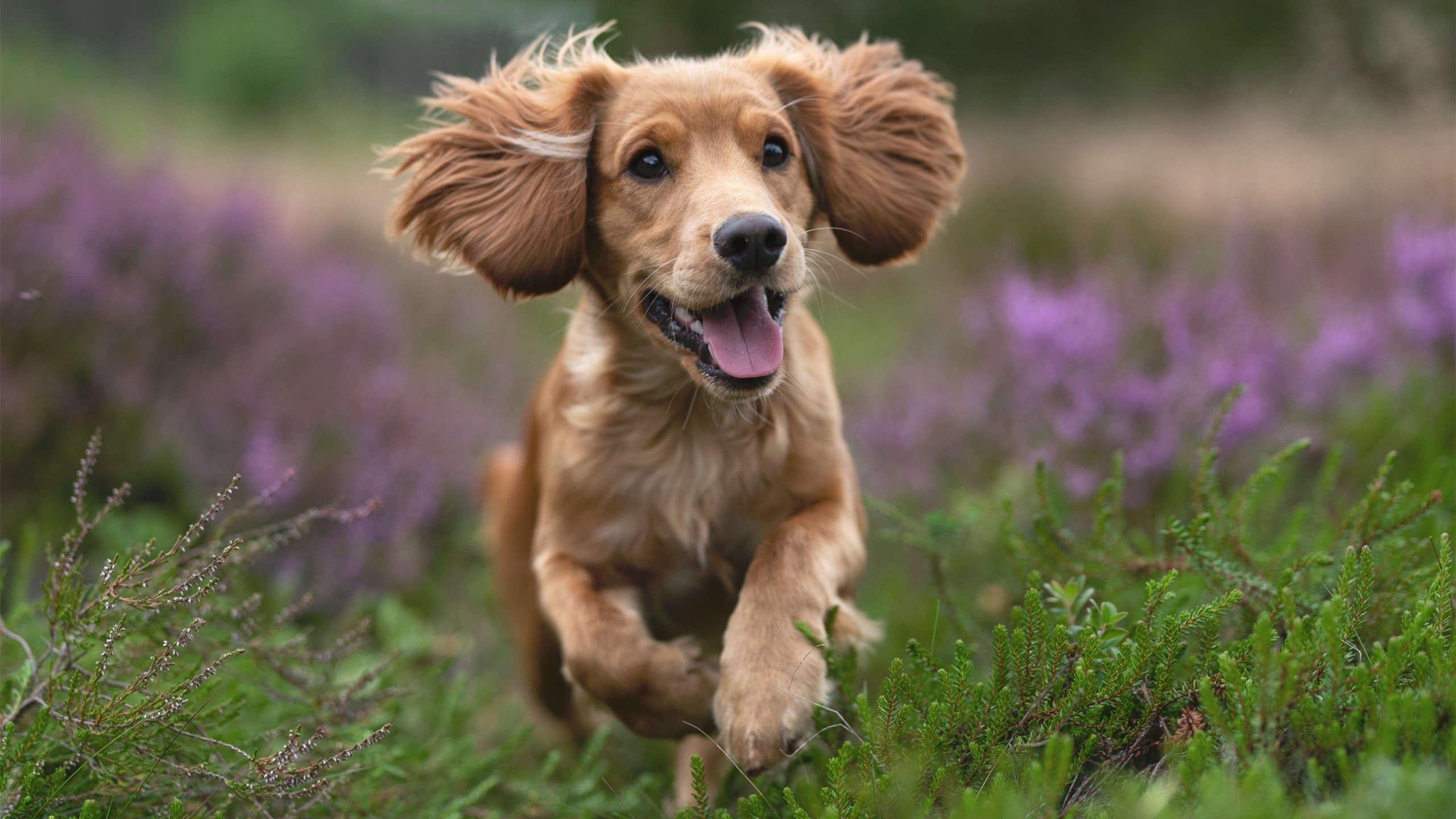 基：全黑队的“战术执行者”，每次进攻和防守都完美配合