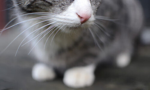 -女子足球设立球员公众表达训练提升媒体表现力，女子足球队的标语