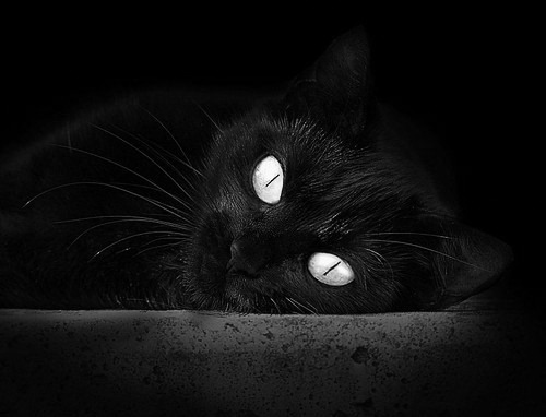 帕特森凭借出色战术执行力,成为袋鼠队核心球员,袋鼠和泰森谁厉害