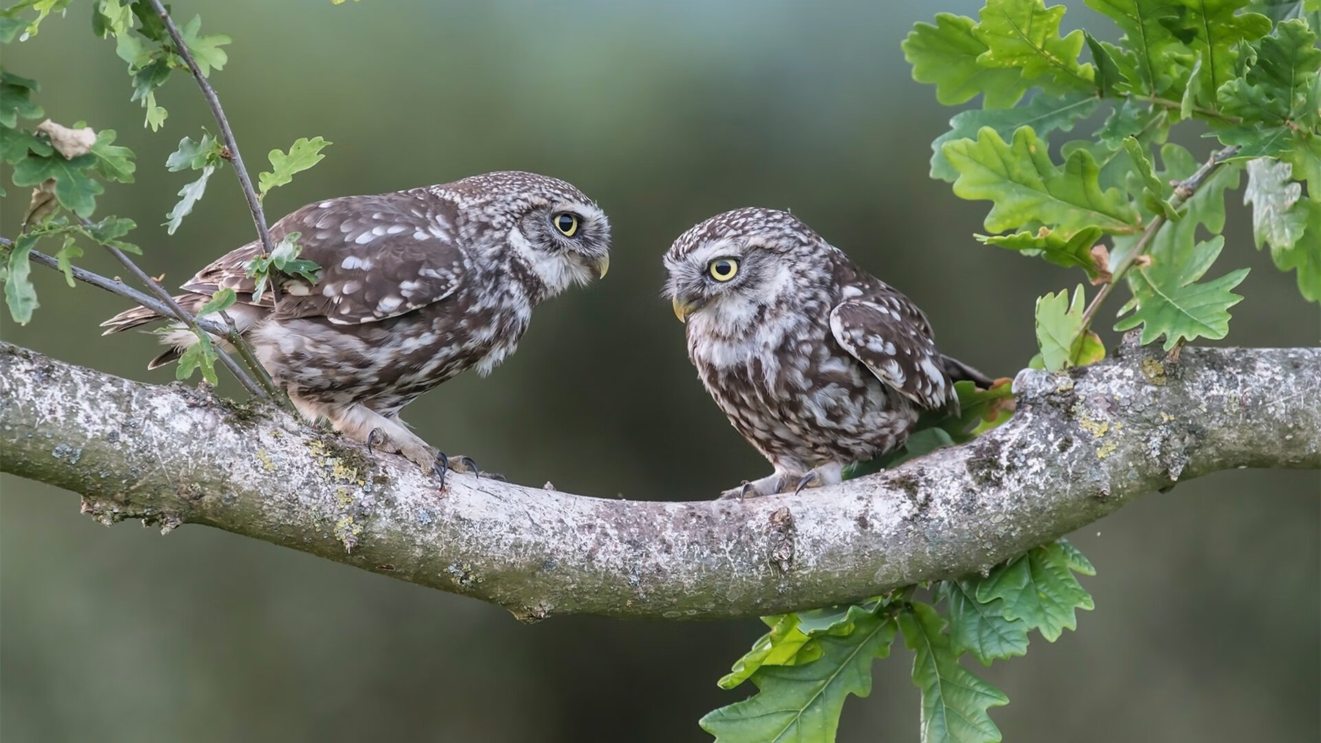 极限滑板运动项目普及,极限滑板介绍